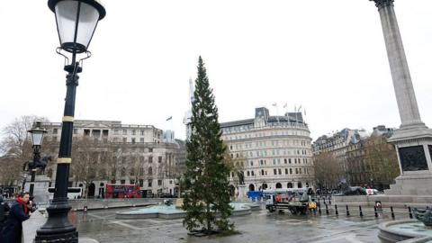 The Trafalgar Square Christmas Tree is installed 