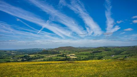 carpet of yellow flowers in field, with rolling hills in distance under a blue sky with wispy steaks of cloud