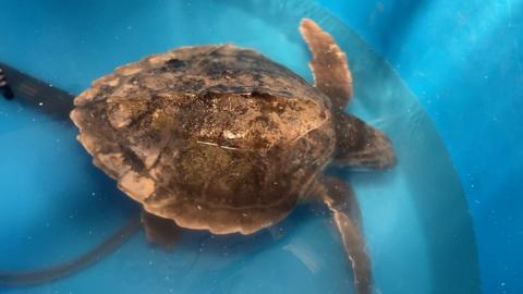 Tally the turtle was found more than 4,000 miles from home