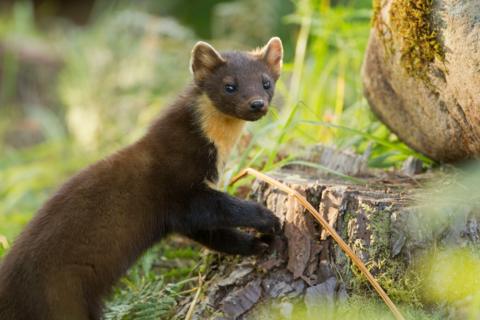 Brown and white pine marten looking ahead with front paws on a tree trunk.