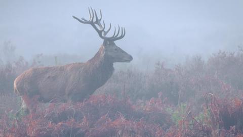 A profile shot of a deer with large antlers in a misty field among undergrowth.