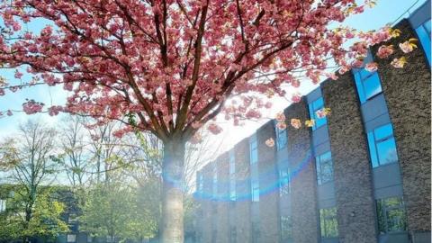 A tree at the University of Nottingham