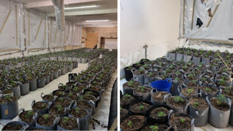 Rows of buckets containing small plants are visible on the floor in an industrial building 