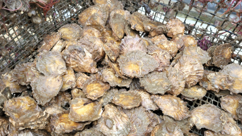 oysters in a basket