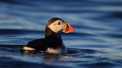 Black and white puffin with orange beak seen on water 