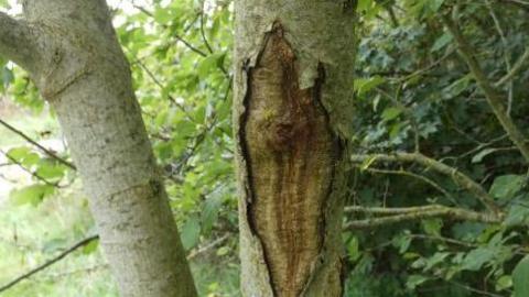 Close up of two slender tree trunks. The one of the right has a large area of split bark and an exposed interior, showing the effects of ash dieback disease. Branches and leaves can be seen in the background.