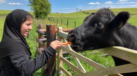 A young girl wearing a head scarf feeding a carrot to a cow