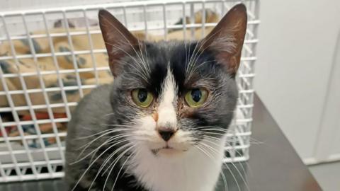 A black cat with a white muzzle and bib and green eyes looks into the camera. A white wire pet basket with a light brown blanket inside stands behind the animal.