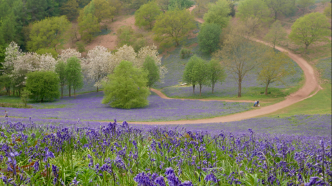 A field of bluebells and trees. There is a dirt track winding throughout the field.