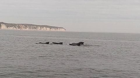 Whales in sea off Flamborough Head