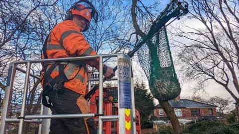 Tree surgeon rescues kitten from tree