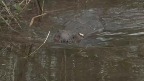 Beaver in water