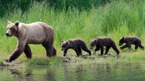 An Alaskan brown bear mother takes her cubs for a walk in Katmai National Park.