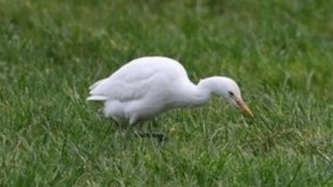 cattle egret