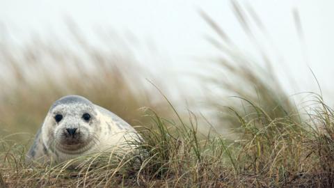 Grey seal pup