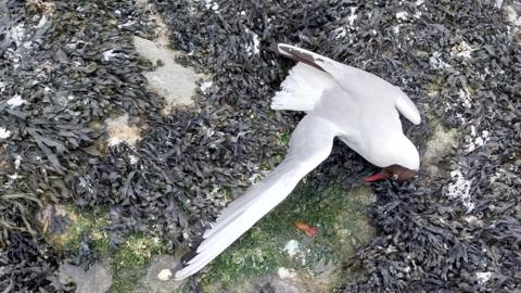Dead black-headed gull at Coquet Island