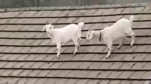 Two goats on a roof in Blaencwm, Rhondda