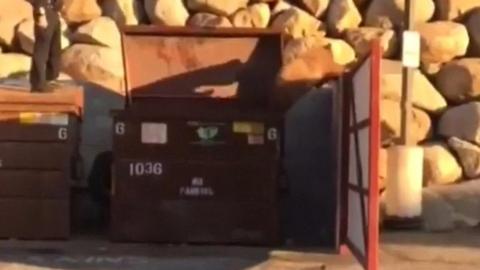 Baby bear climbs out of dumpster