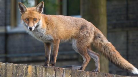 fox on a wall