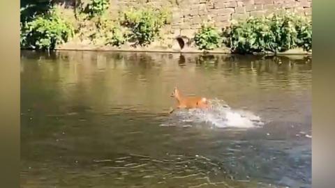 A deer splashing through the River Derwent in Belper, Derbyshire