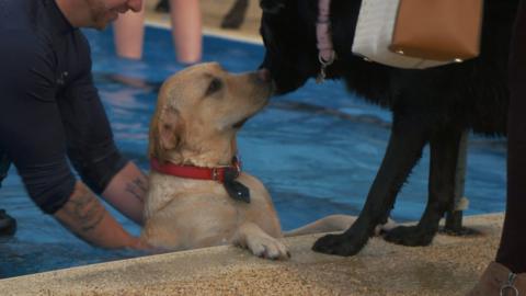 Two dogs enjoying a splash in the pool