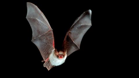 Natter's bat in flight
