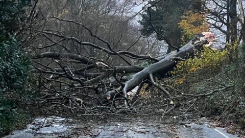 A tree in the middle of the road