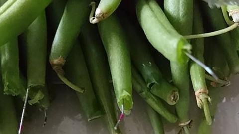 Morrisons green beans with metal pieces in them