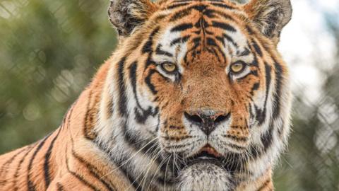 Igor, the Amur tiger