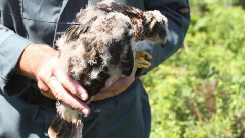 River the hen harrier