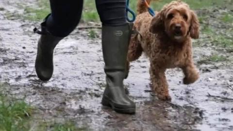 Dog walk in mud