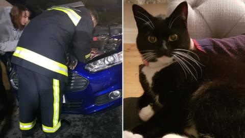 Cat saved from car engine