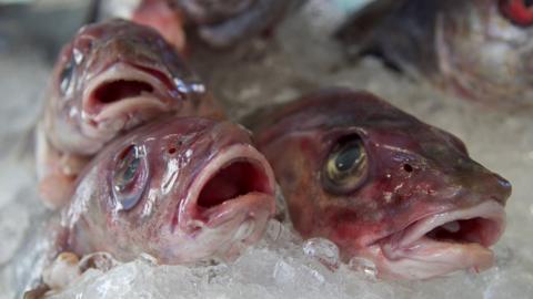 Fish on sale at Skagen Frisk fishmongers