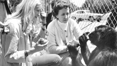Francine Patterson (L) with gorilla Koko and June Monroe, an interpreter for the deaf (C)