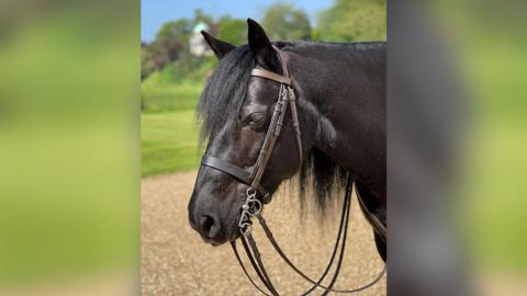 Emma - the Queen's Fell pony