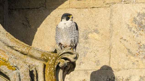 Ely Cathedral peregrine falcons