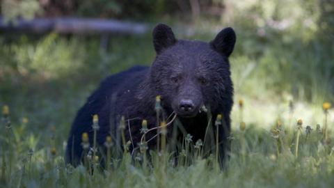 A black bear in the Canadian wilderness