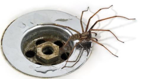 Spider on a plughole