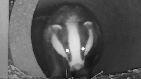 A badger along the stretch of the path