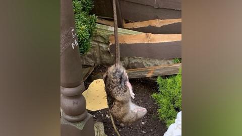 Rat found at housing estate