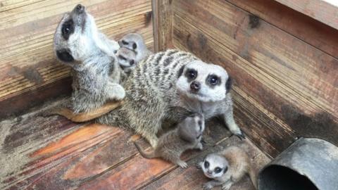 Meerkats