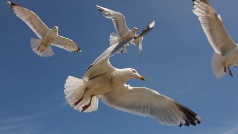 Seagulls in flight