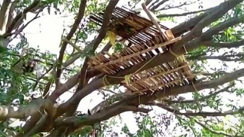 Treehouse isolation for some people in India