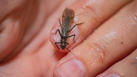 The tiny stone fly, scarce yellow sally