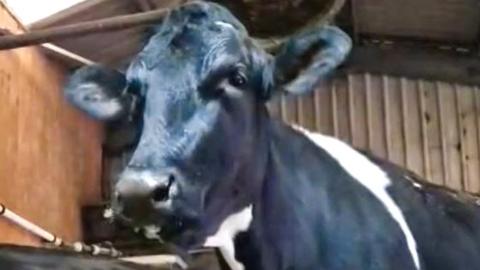 Doris the cow has become a viral star