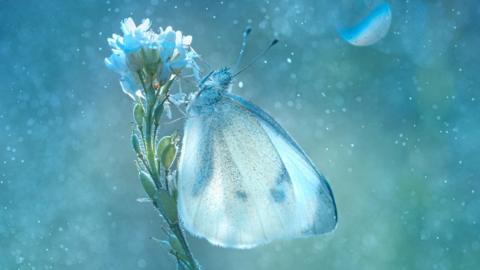 A butterfly perches on a flower