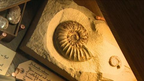 Fossil display at Seaton Jurassic