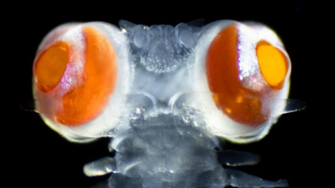 Vanadis bristle worm with big eyes.