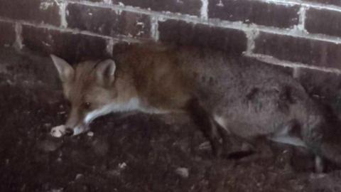 Fox inside brick outbuilding