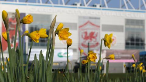 Daffodils outside Cardiff City Stadium